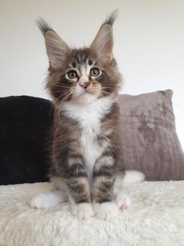 HR*Felis Admiranda Mendel